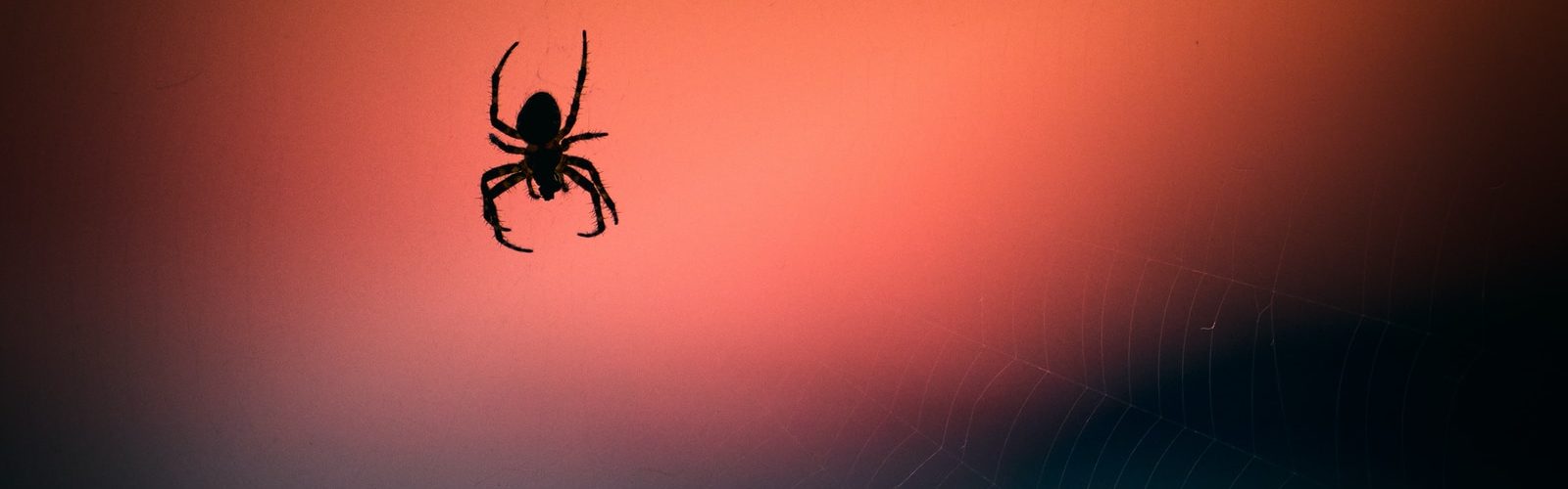 Australien Spinne Gefahr