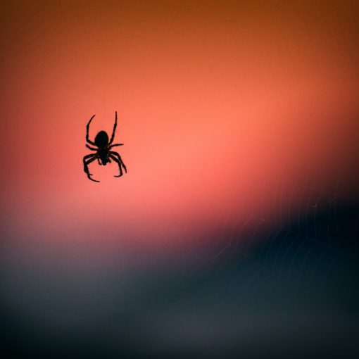 Australien Spinne Gefahr