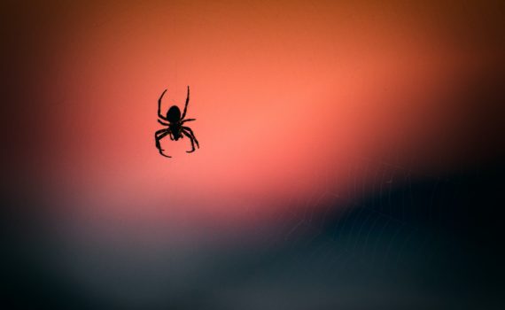 Australien Spinne Gefahr